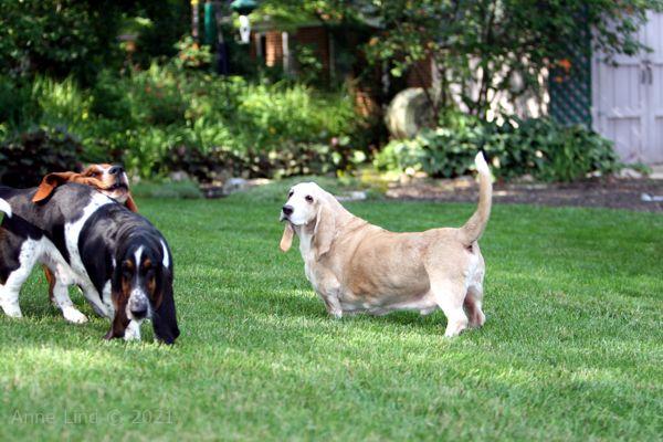 Hoov Doggers, Normie, & Noogers