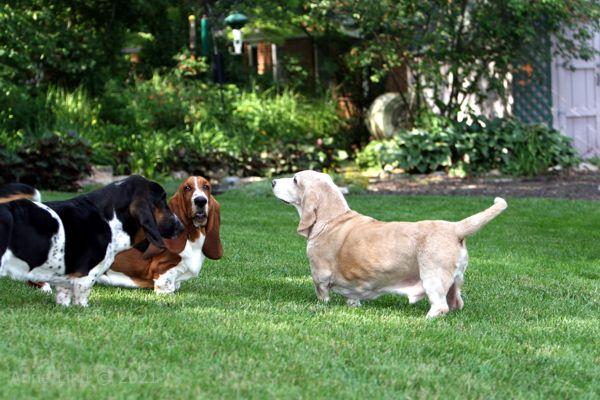 Hoov Doggers, Normie, & Noogers