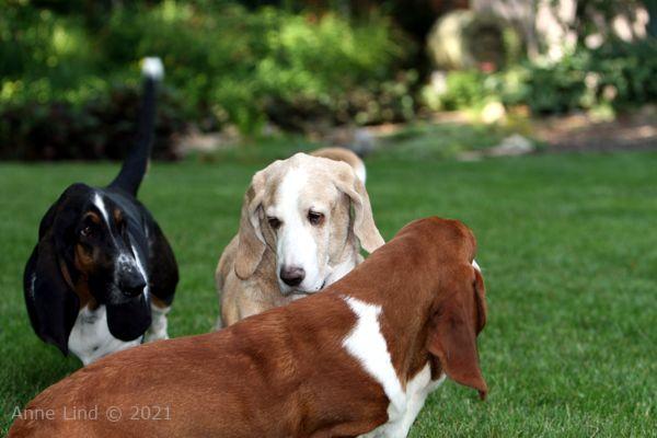 Hoov Doggers, Normie, & Noogers