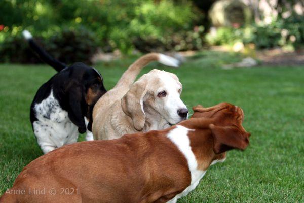 Hoov Doggers, Normie, & Noogers