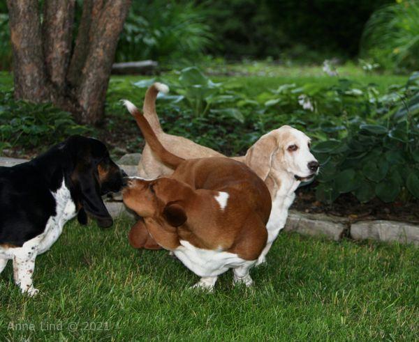 Hoov Doggers, Normie, & Noogers