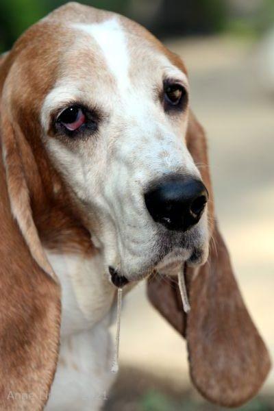 Gretchen with some drool