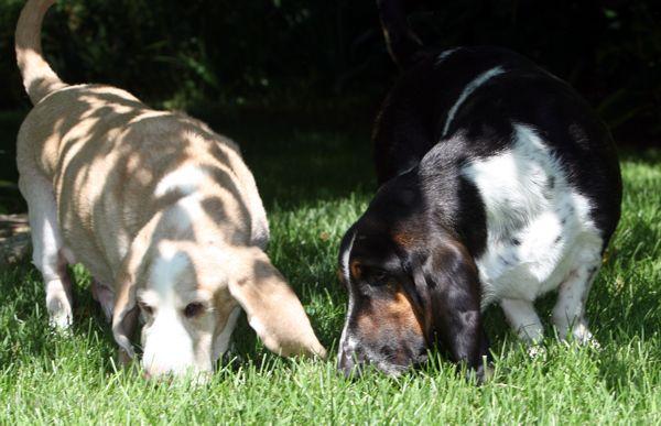 Hoov Doggers and Normie