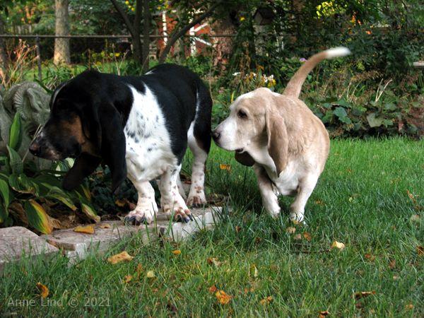 Hoov Doggers and the Norminator