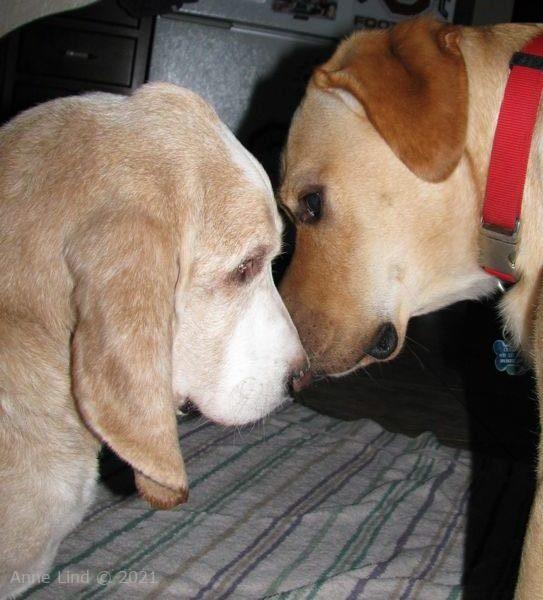 Hoov Doggers and Charlie Marlie