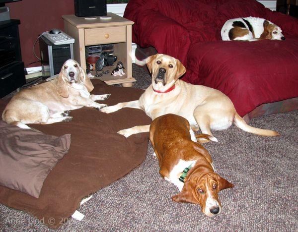 Charlie, Hoover, Noogent, & Gretchen