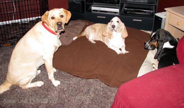 Charlie, Hoover, n Norm