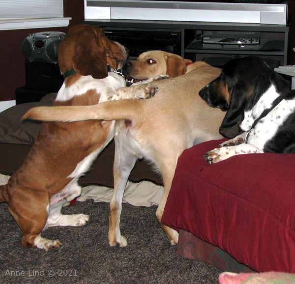 Norm, Nooge, & Charlie