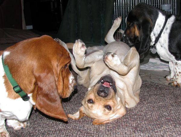 Norm, Nooge, & Charlie