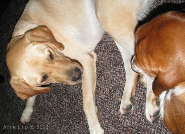 Nooge and Charlie