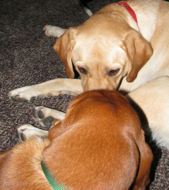 Nooge and Charlie