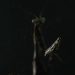 Mantis on window screen