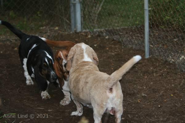 Hoov Doggers, Norm, & Nooge