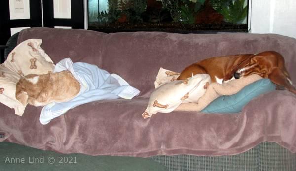 Hoover and Noogent napping