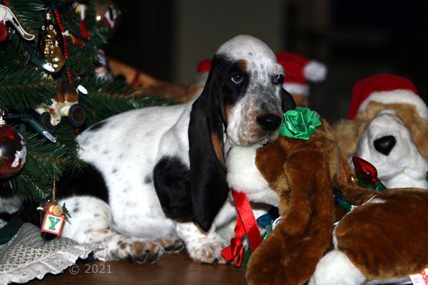 Isabella under Gramma's basset tree