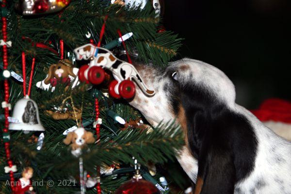 Isabella under Gramma's basset tree