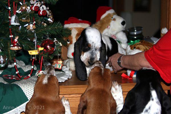 Isabella under Gramma's basset tree