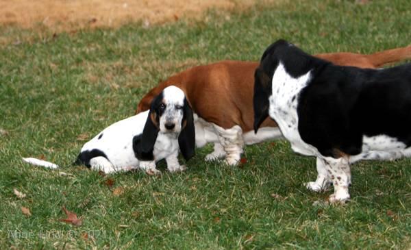 Norm, Nooge, & Isabella playing