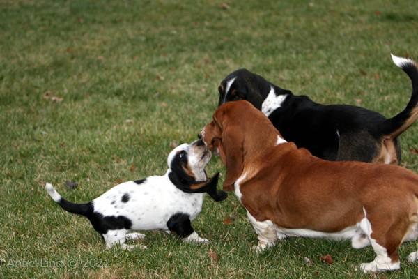 Norm, Nooge, & Isabella playing