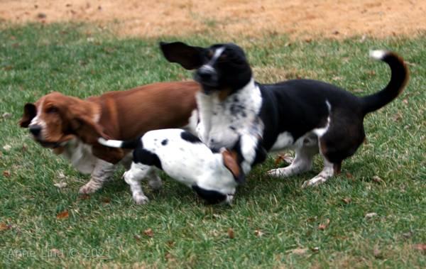 Norm, Nooge, & Isabella playing