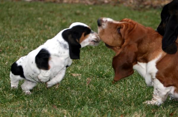 Norm, Nooge, & Isabella playing