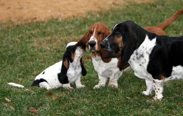 Norm, Nooge, & Isabella playing