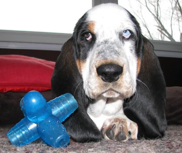 Isabella and her toys