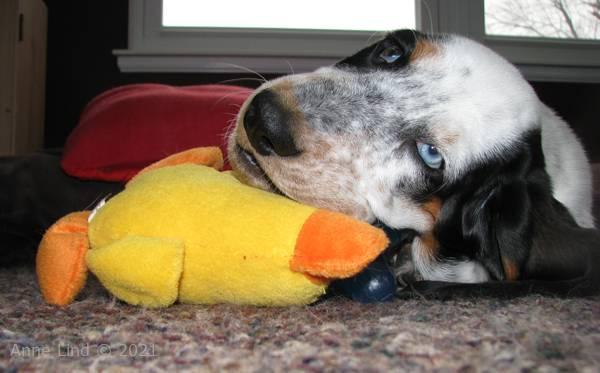 Isabella and her toys