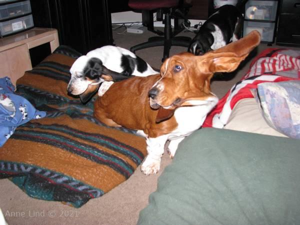 Isabella jumping Nooge