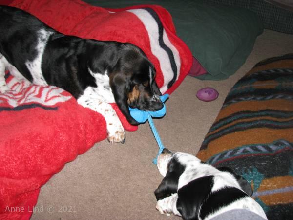Norm, Isabella, & Noogent playing in yard