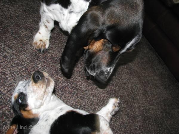 Norm, Isabella, & Noogent playing in yard