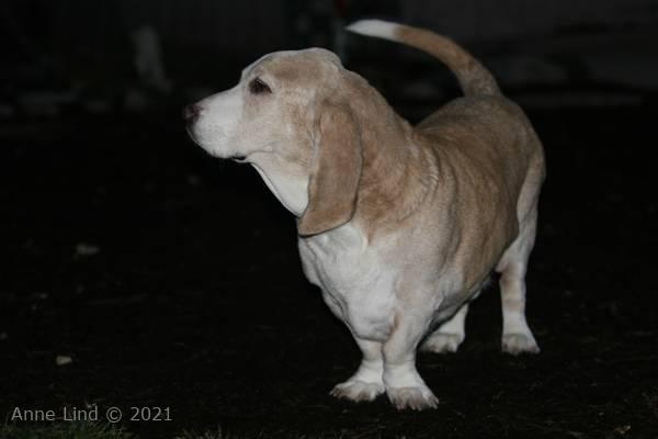 Hoover and Isabella playing