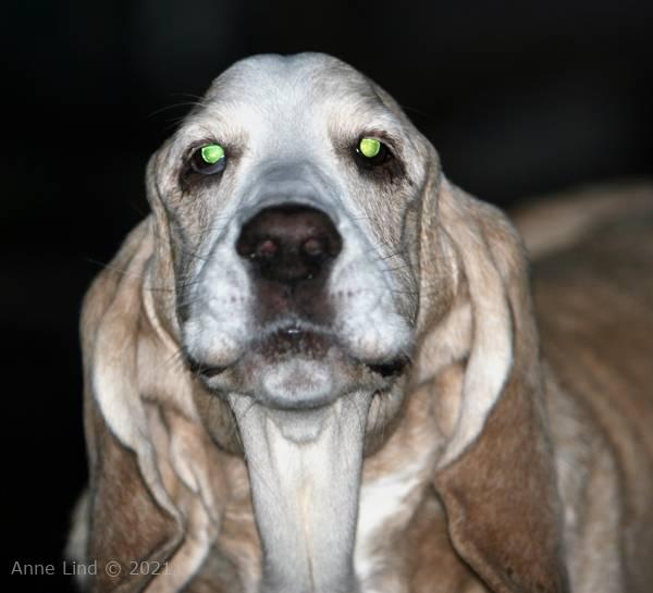 Hoover and Isabella playing