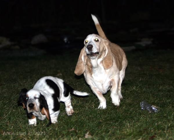 Hoover and Isabella playing