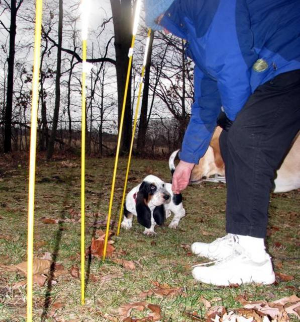 Isabella and Charlie on agility stuff