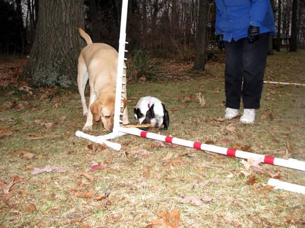 Isabella and Charlie on agility stuff