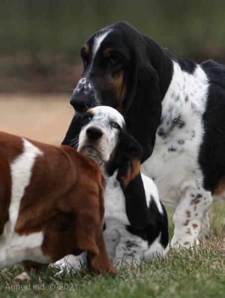 Norm, Isabella, & Noogent playing in yard