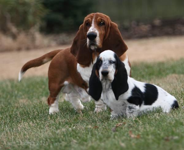 Norm, Isabella, & Noogent playing in yard