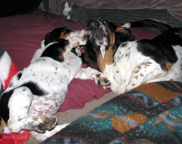 Norm, Isabella, & Noogent playing in yard