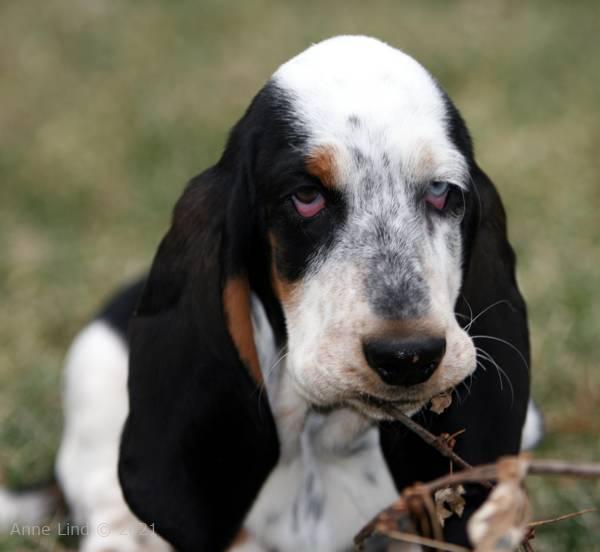 Isabella eating leaves n stuff