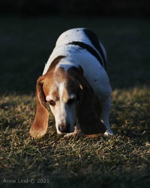 Gretchen out meandering