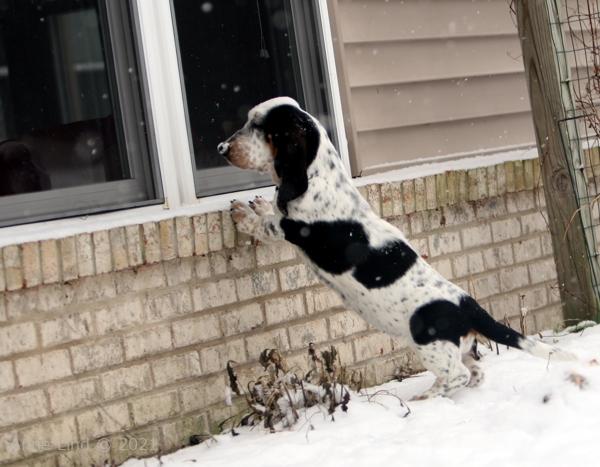 Isabella looking in window