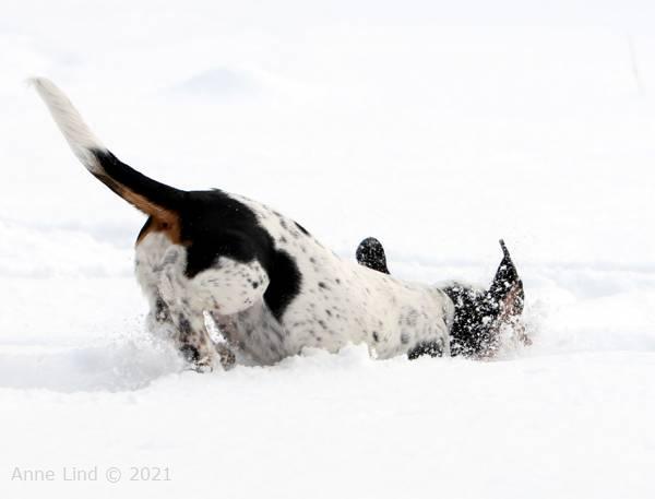 Isabella in the snow
