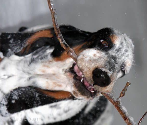 Iz chewing frozen branch