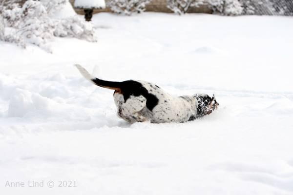 Isabella in the snow