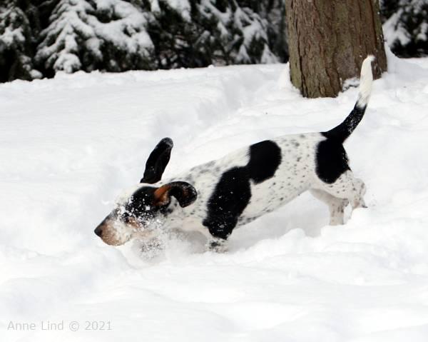 Isabella in the snow