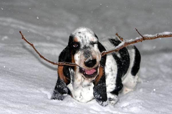 Iz chewing frozen branch