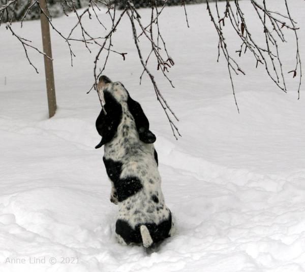 Iz chewing frozen branch