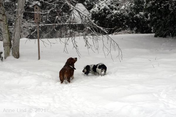 Iz chewing frozen branch
