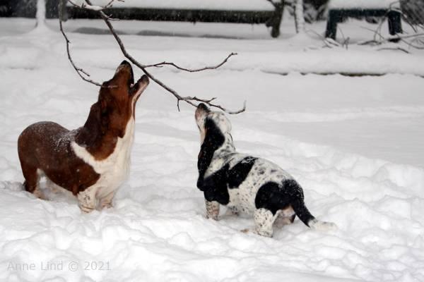 dogs chewing frozen branches
